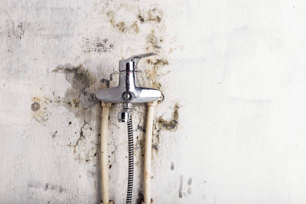 Office Mold Removal Services in Lawrenceburg, KY