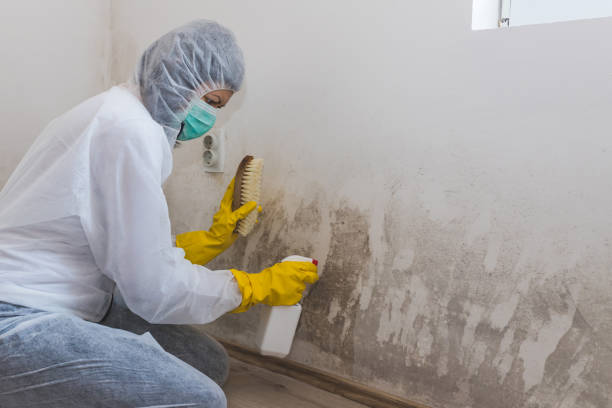Best Office Mold Removal Services  in Lawrenceburg, KY