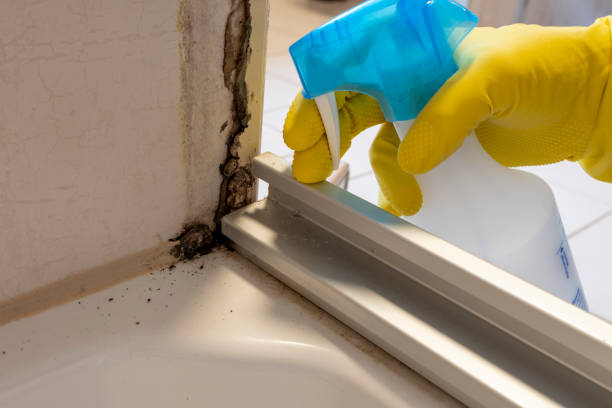 Best Black Mold Removal  in Lawrenceburg, KY