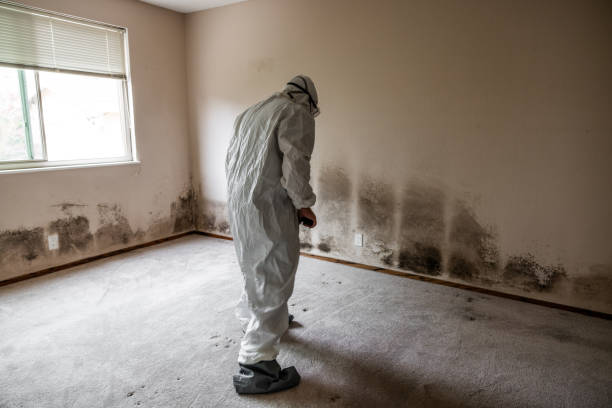 Mold Testing and Removal in Lawrenceburg, KY