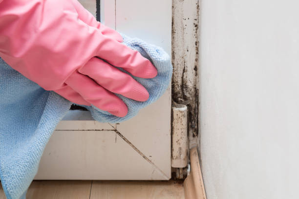 Best Local Mold Removal Service  in Lawrenceburg, KY